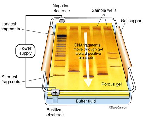 Gel electrophoresis .